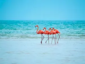 Tour a Isla Holbox