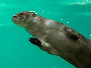 Tours to Visit Sea Lions