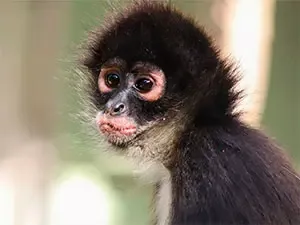 Monkey Sanctuary in Akumal