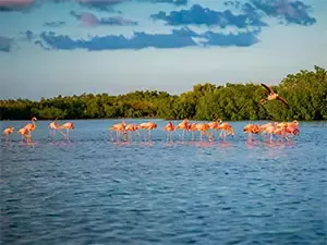 Flamencos en el tour las Coloradas y Rio Laragos Yucatán