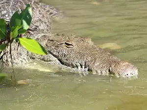 PASEO POR EL SIAN KAAN EN BOTE SAFARI DESDE CANCÚN
