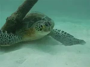 Sea turtle tours